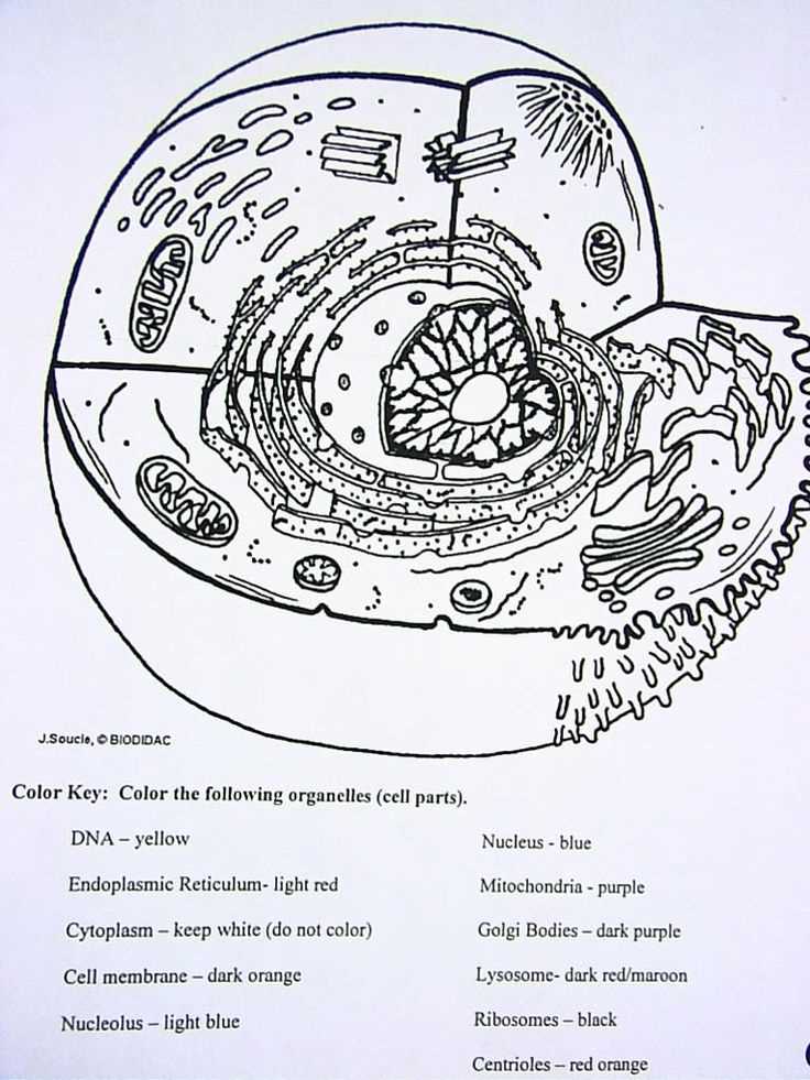 The Comprehensive Guide To Chapter 16 Anatomy And Physiology Coloring