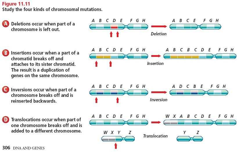 The Dna Mutation Simulation Worksheet Answer Key Uncover The Secrets