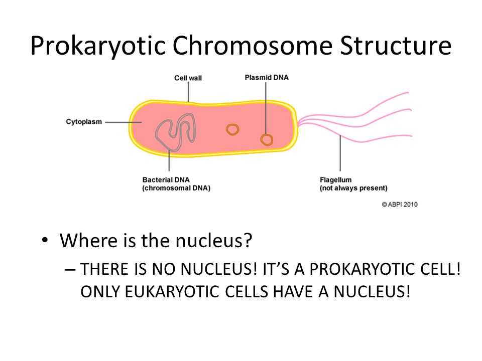 The Ultimate Guide To Understanding Eukaryotic Chromosome Structure