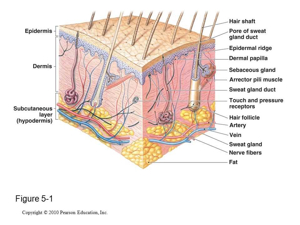 The Ultimate Guide To Integumentary System Worksheet Answers