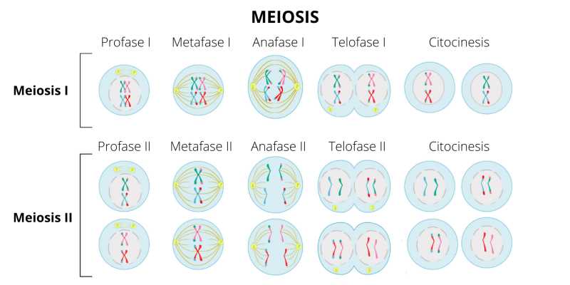 Unlocking The Secrets Of Gene Inheritance Meiosis And Fertilization